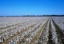 Mississippi Delta Cotton Fields – American Blues Scene